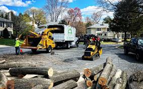 Best Storm Damage Tree Cleanup  in Fabens, TX