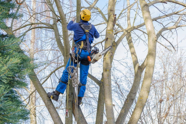 Reliable Fabens, TX Tree Services Solutions