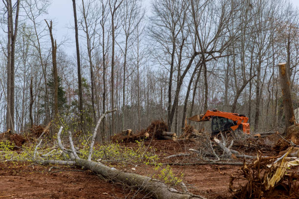 Best Tree and Shrub Care  in Fabens, TX