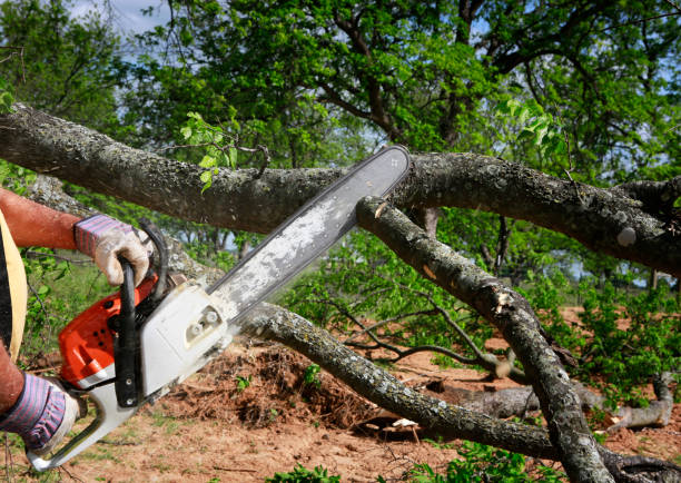 Best Hedge Trimming  in Fabens, TX